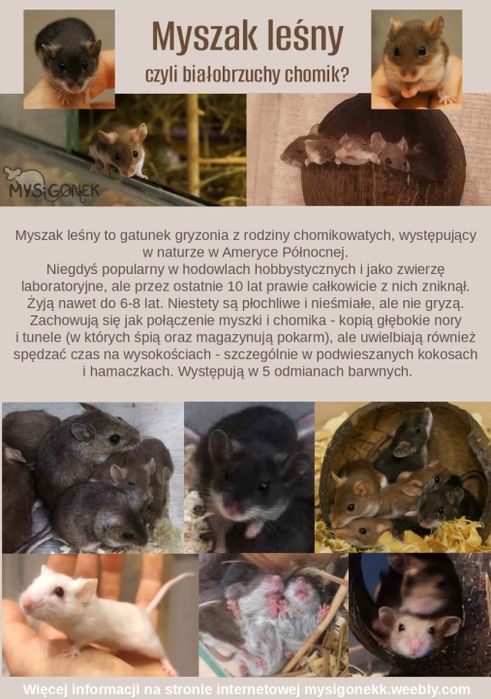 Myszak leśny (Peromyscus maniculatus)