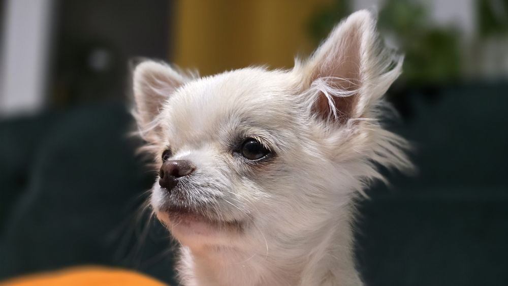 Chihuahua chłopiec