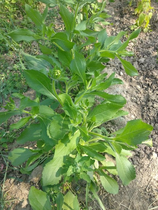 Rudbekia sadzonki 5 sztuk