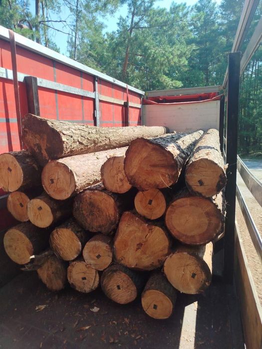 Лес Кругляк Сосна