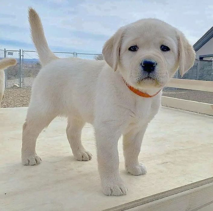 Белый Мишка Лабрадорчики Элитные щенки Питомника есть Шоколад мальчик