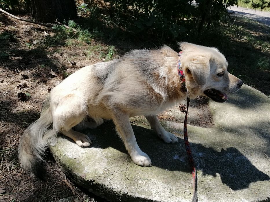 ŻUREK młody spokojny piesek poleca się do adopcji