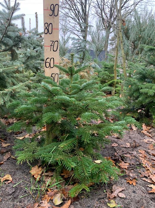 Ялиця Кавказька, Піхта Нордмана.