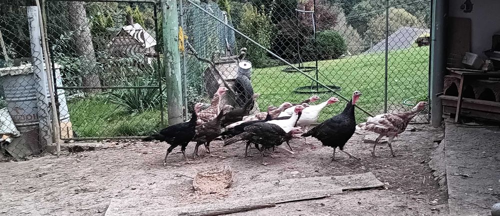Sprzedam tegoroczne indyki