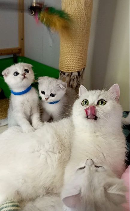 СКотята : ріблясті хутрові грілочки до зими .