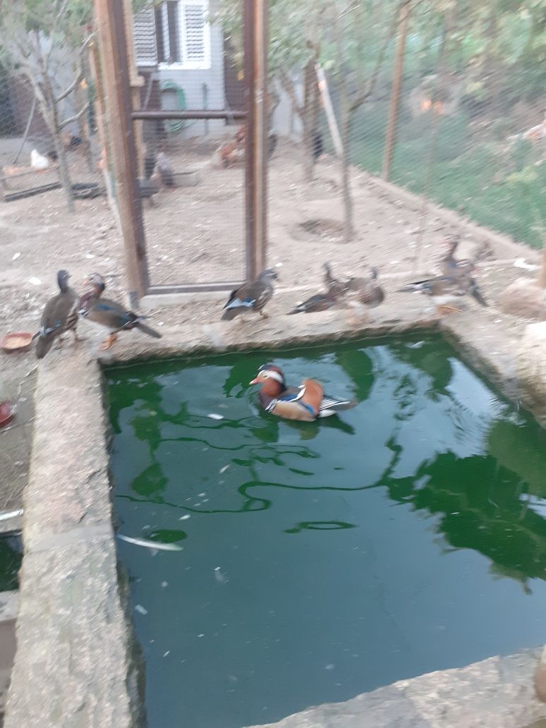 Vendo casal patos mandarins