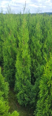 Tuja Smaragd 140-150 cm promocja tuje szmaragd thuja thuje