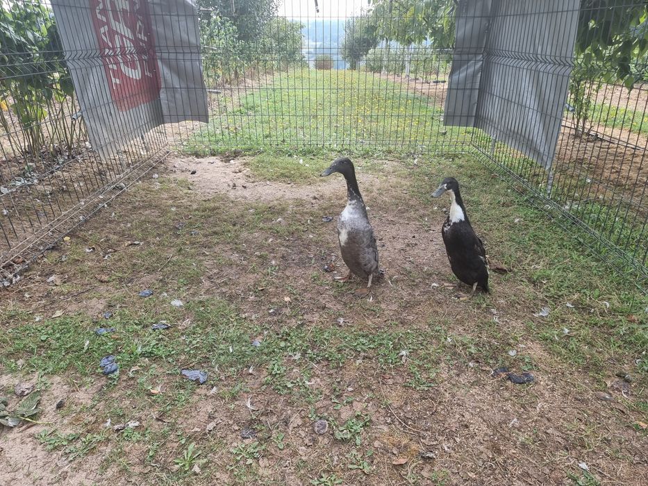 Sprzedam kaczki biegusy