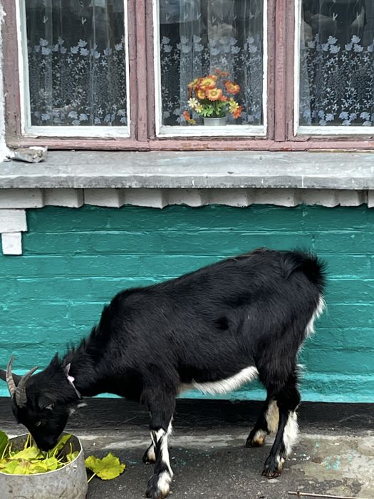 Козочка молода 9 місяців