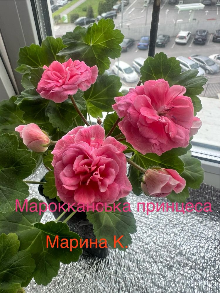 Продам пеларгонію ( сорта і ціну запитуйте )