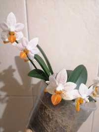 Міні марк орхідея