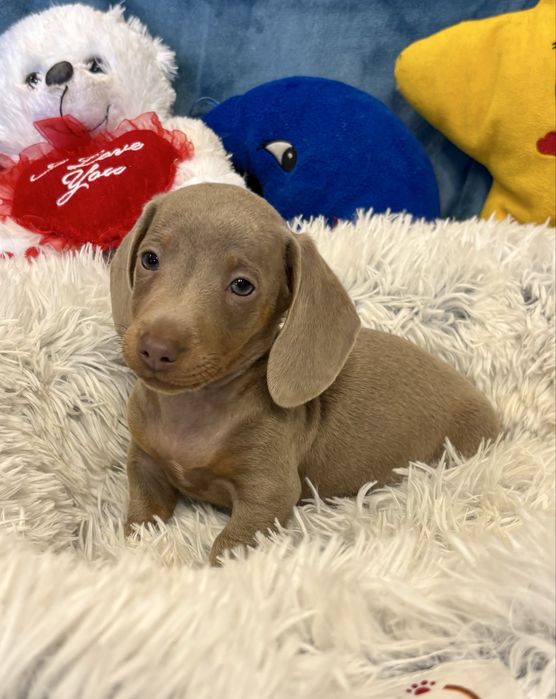 Jamnik gładkowłosy miniaturowy-piesek