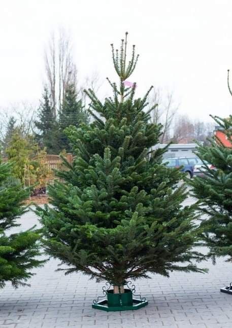Jodła kaukaska syberyjska nordman choinka Tczew choinki