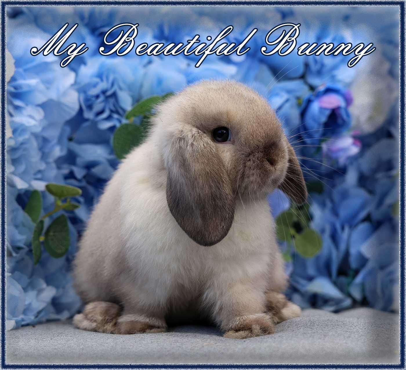 Młody Króliczek 100% Mini Lop - Seal Point