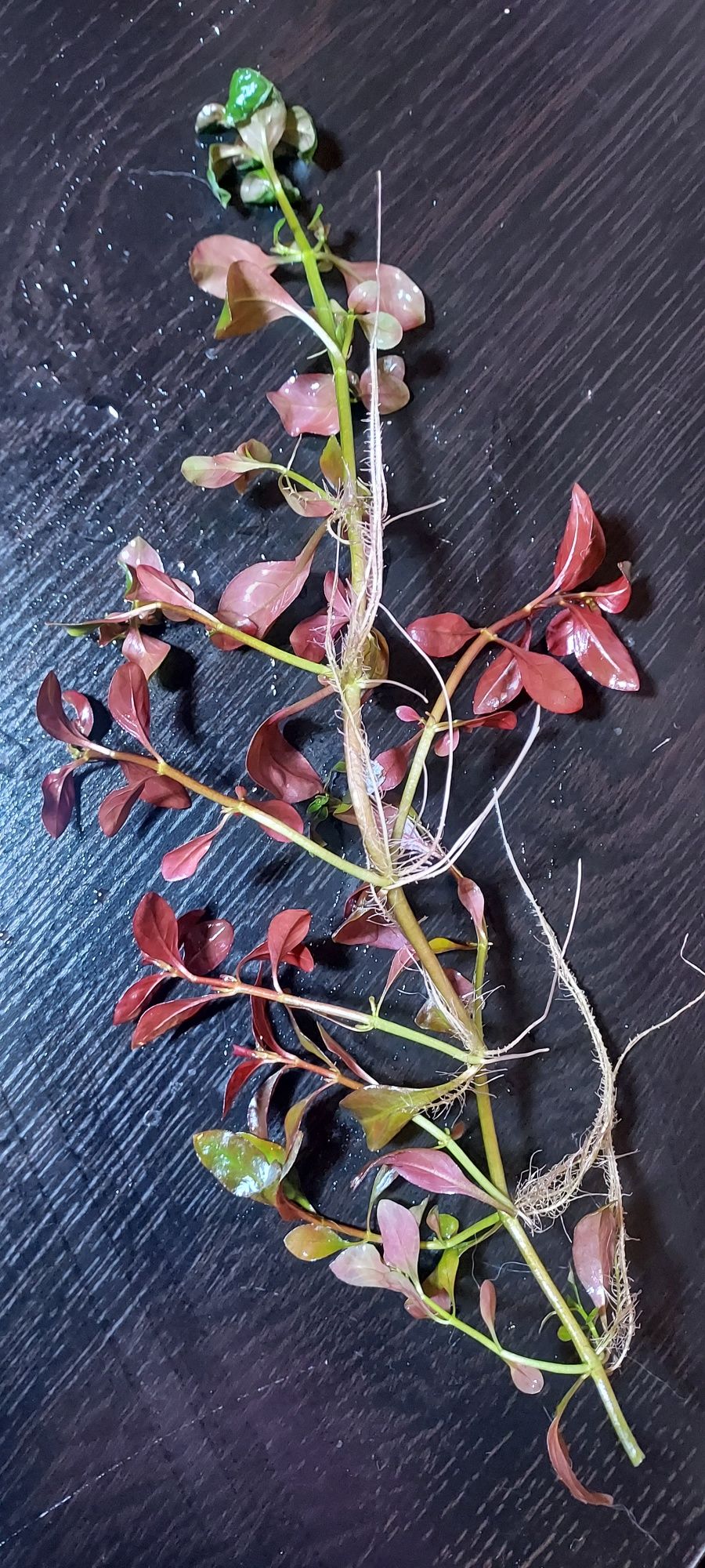 Rośliny akwariowe - Ludwigia RED
