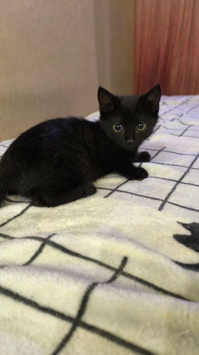 Черный котенок бесплатно