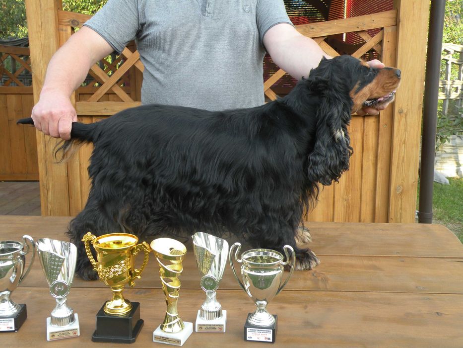 Sprzedam pieska Cocker Spaniel