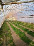 Tunele foliowe 12x33m