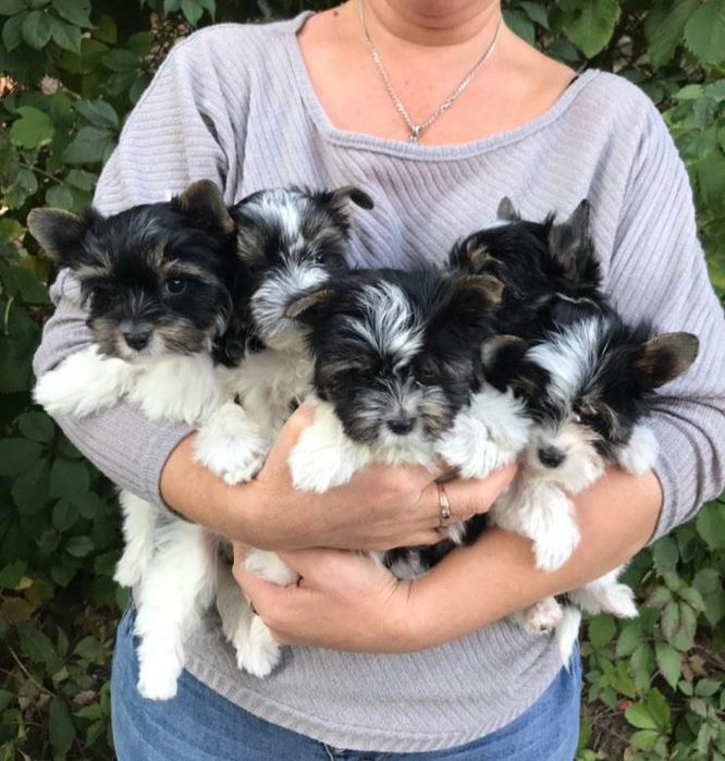 Бівер Йорочки малята круть та верть