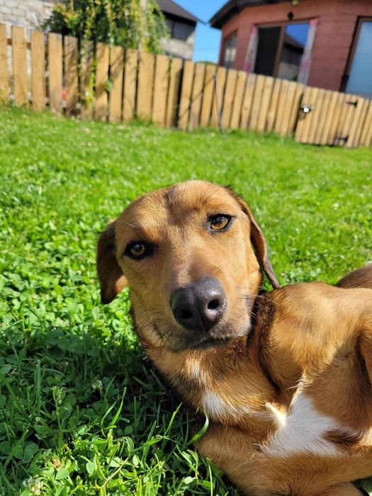 Młoda cudowna sunia kochająca ludzi szuka PILNIE dobrego domku