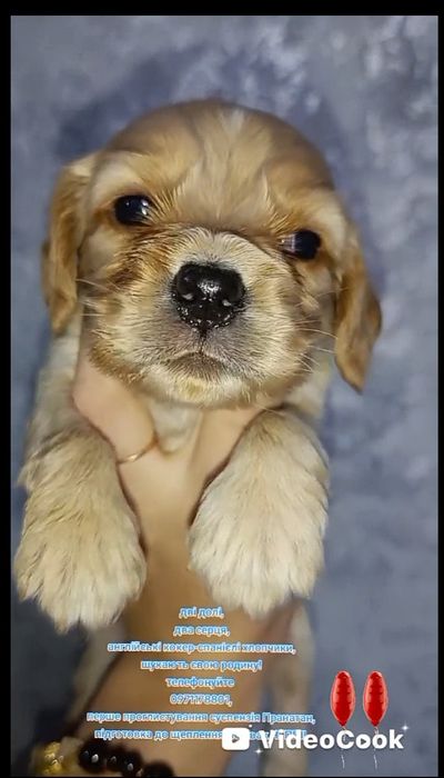 Англійські кокер-спанієлі хлопчики, та дівчинка, вакцинація Нобівак