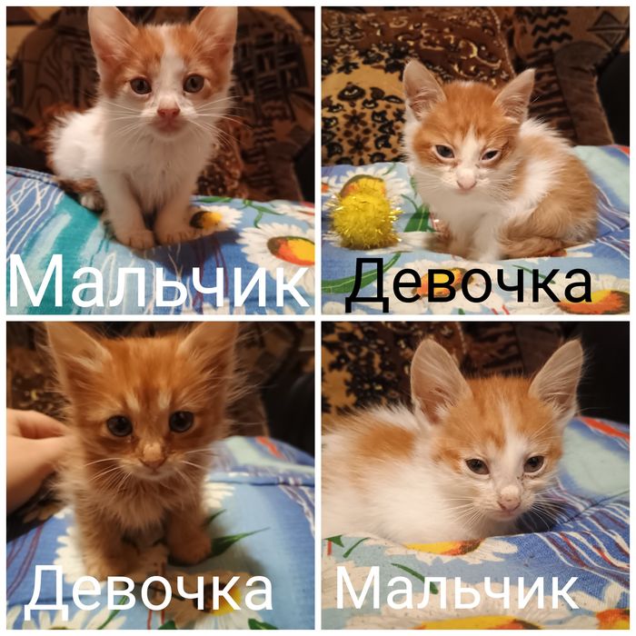Отдам котят в хорошие руки