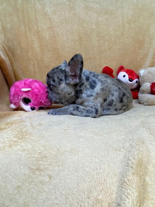 Розкішний Французик