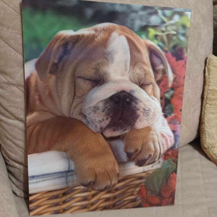 Obraz psa z efektem 3D