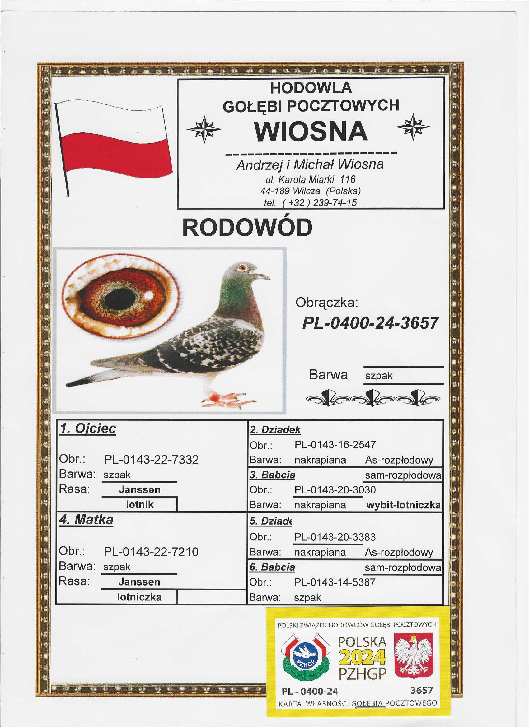 Młode Para 67 Oryg. A.M Wiosna Inbred Starego Szpaka gołębie pocztowe