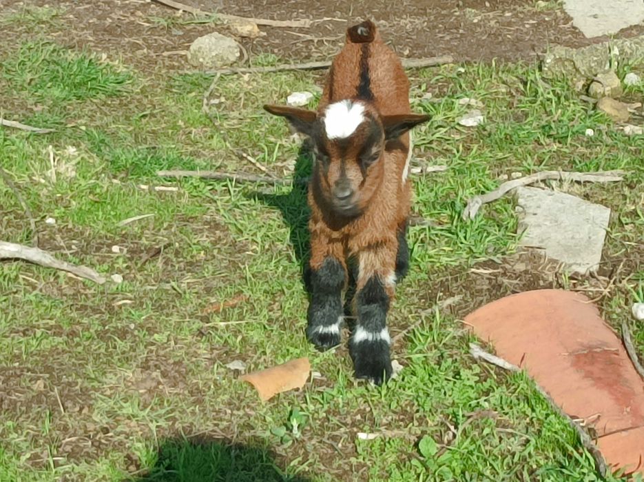 Cabritinho anão macho muito lindo