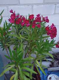 Oleander z czerwonymi kwiatkami