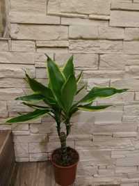 Dracena lemon lime na pniu