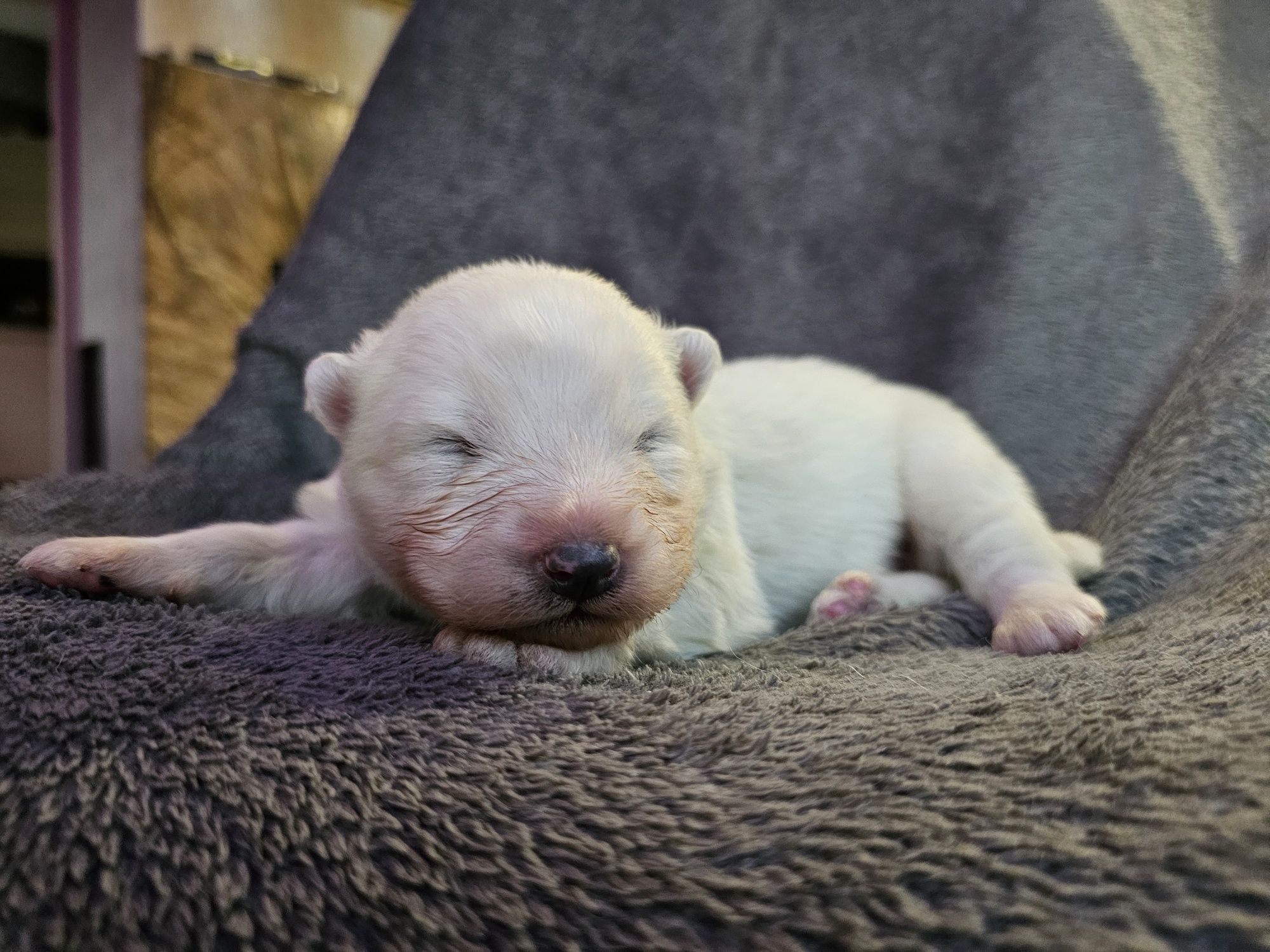 Samoyed Zkwp/ FCI - ostatni chłopak