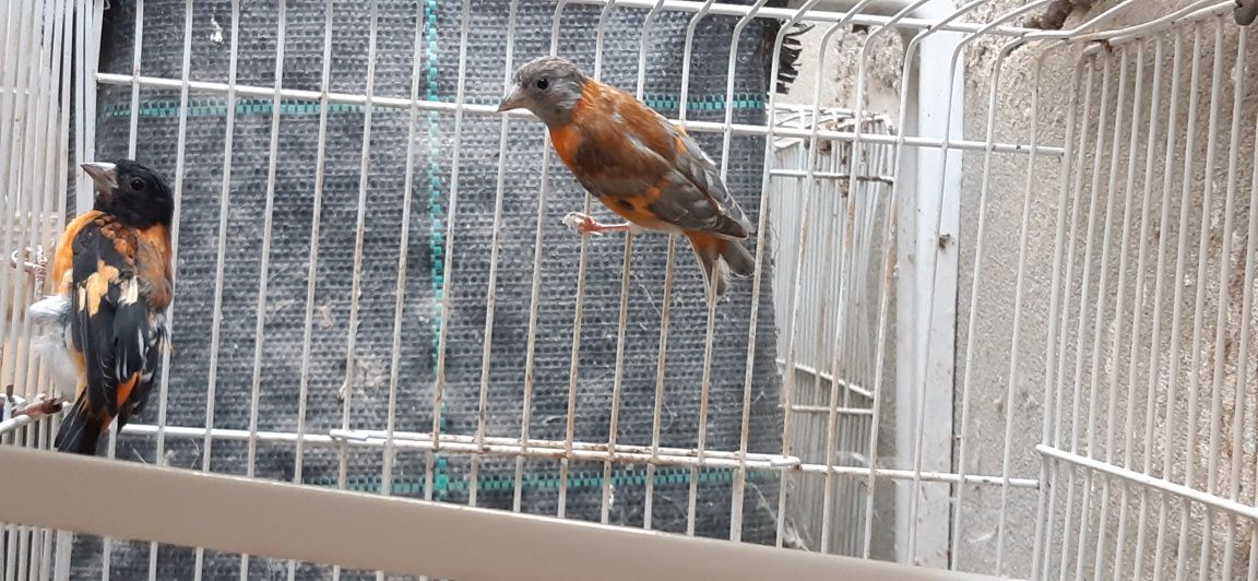 Cardinalito da Venezuela