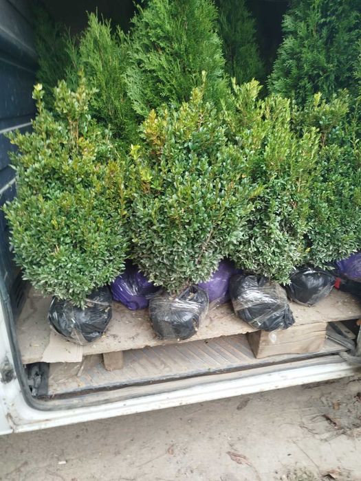 ПРОДАМ САМШИТ по 100грн. 70см. висоти. 40см. в діаметрі