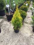 Thuja Smaragd Golden
