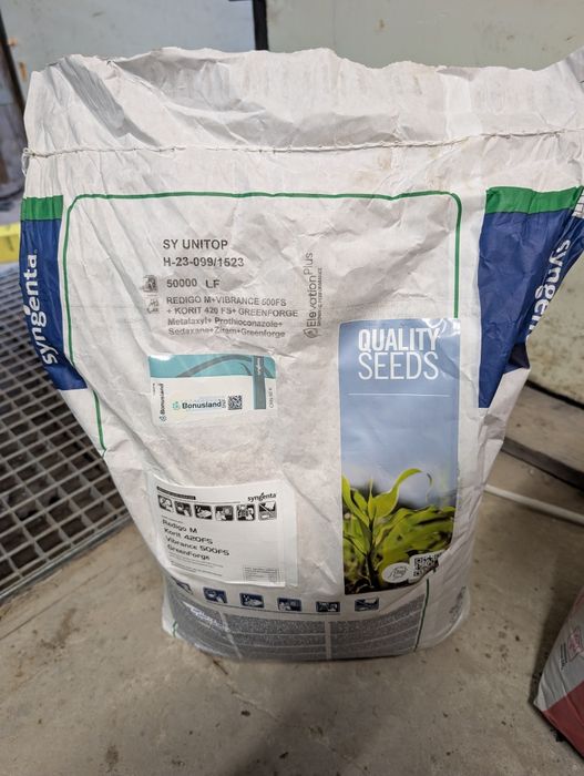 Ziarna kukurydzy syngenta