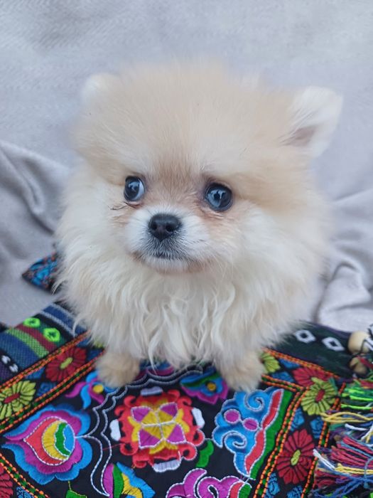 Я маленька красуня -шпіцик.