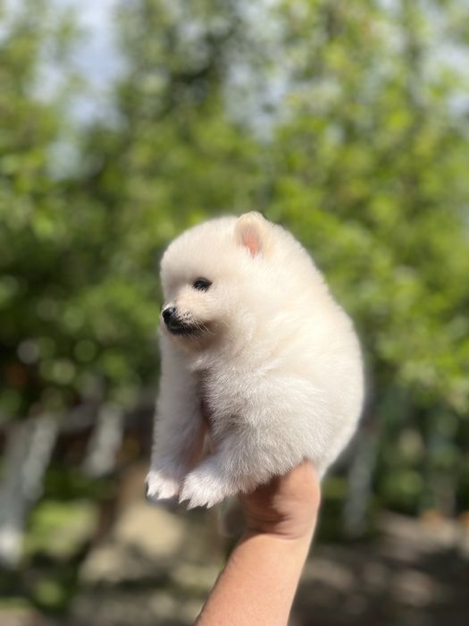 Померанський шпіц