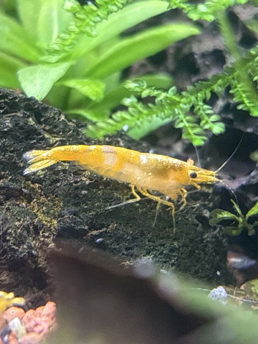 Camarões em São Marcos