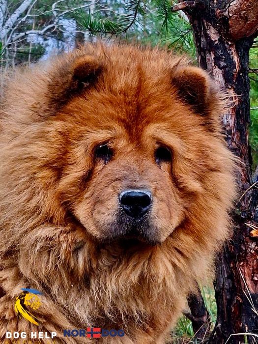 Джіа шукає дім.