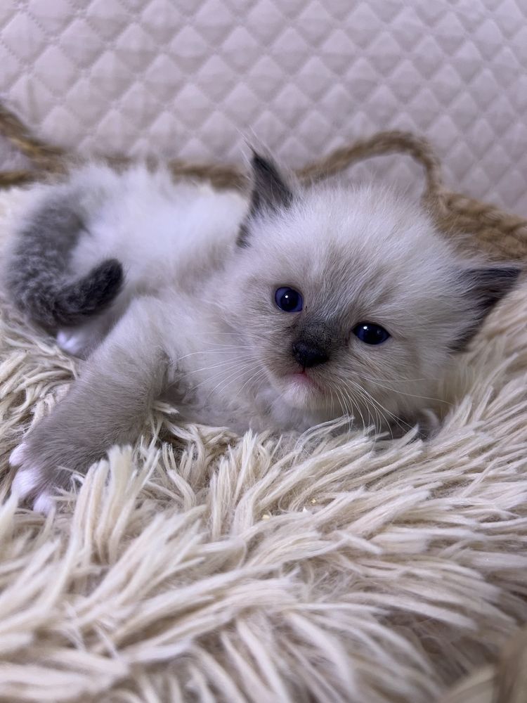 Ragdoll kocurek, rodowod FPL