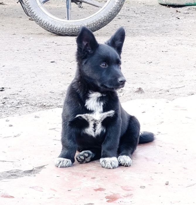 Дівчинка в добрі руки