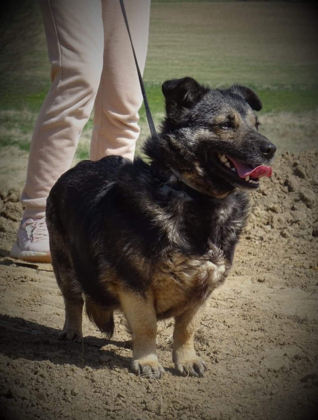 Śliczna SOFCIA poleca się do adopcji!!