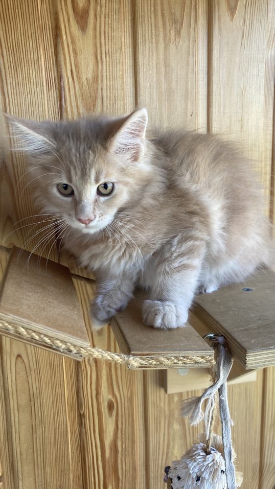 Кошеня Блонда, 2,5 міс, мейнкун, 5500 грн