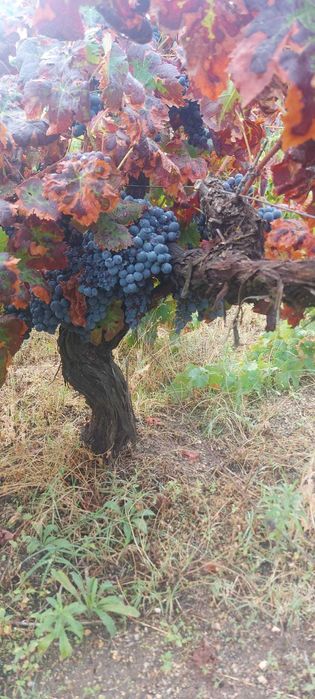 Uvas brancas e tintas para venda