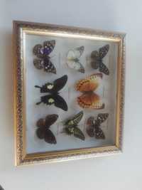 Motyle w ramie entomologia