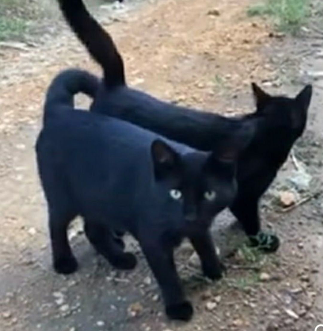 Отдам даром в добрые руки черных котиков