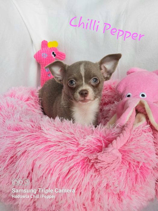 Przepiękna LILIOWA krótkowłosa sunia, OKAZYJNA cena !