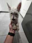 West highland white terrier suczka 5msc. rodowód